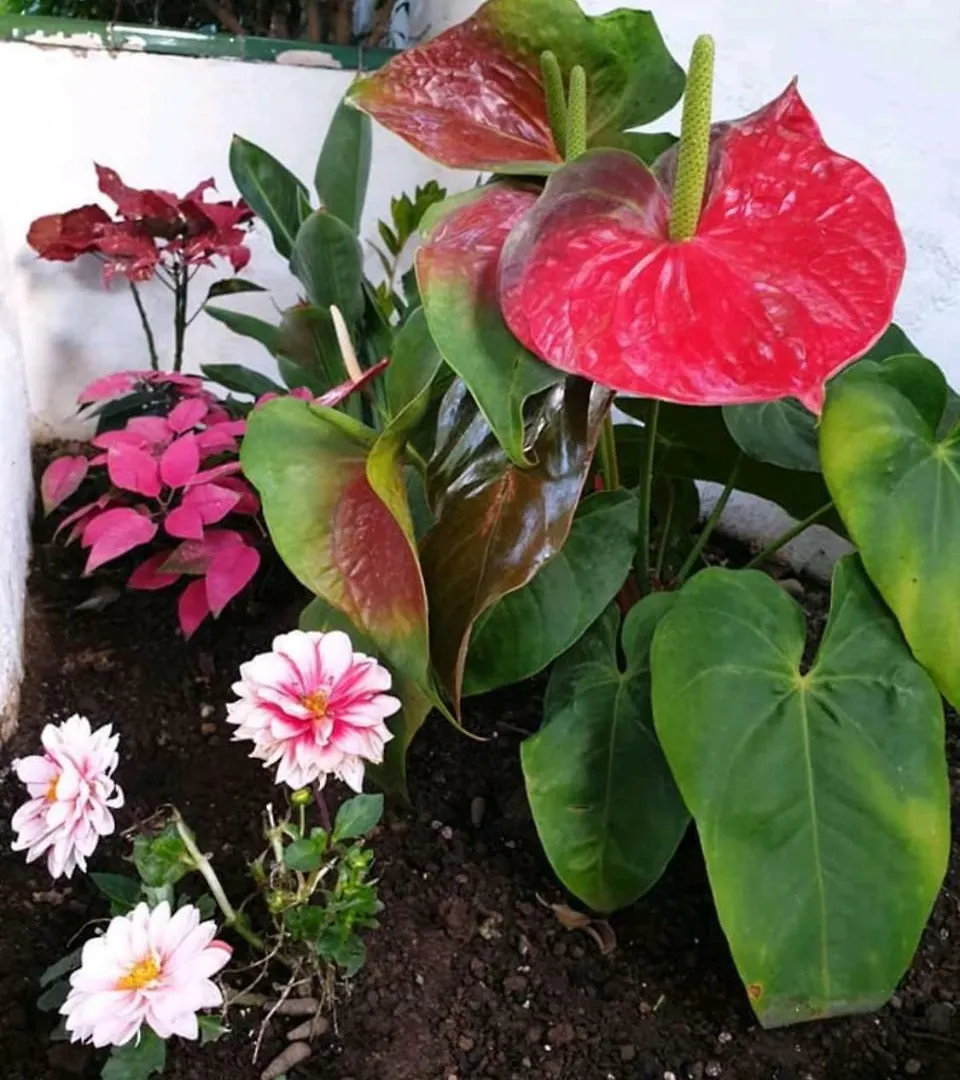 Apartamentos Florida Gran Canaria Adults Only Puerto Rico  Spanien